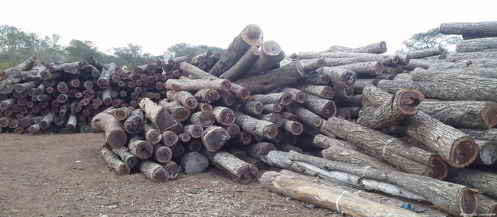 Outdoor timber piles with chalk inventory numbers on log ends