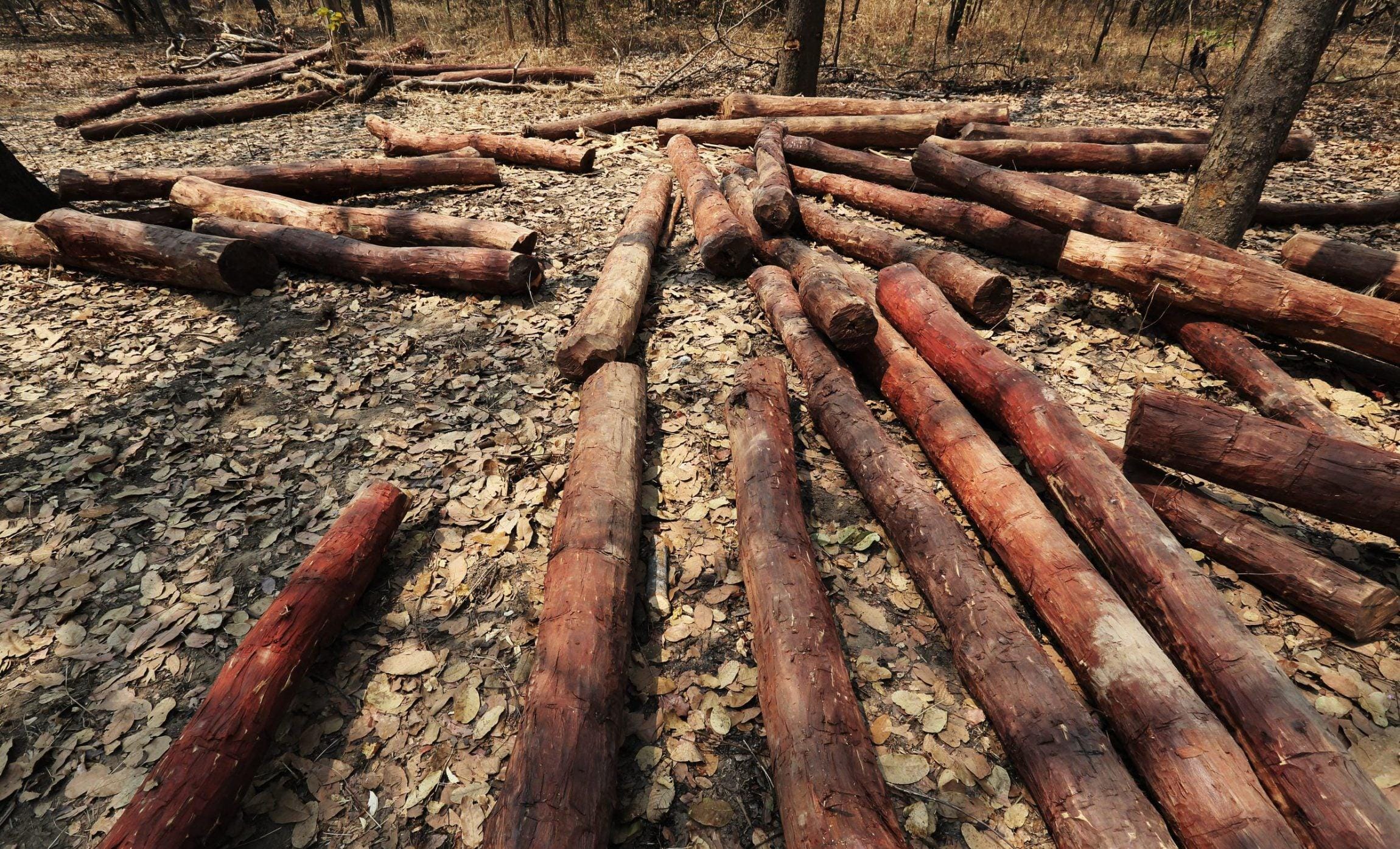 Debarked reddish-brown timber logs lying on a dry leaf-covered forest floor
