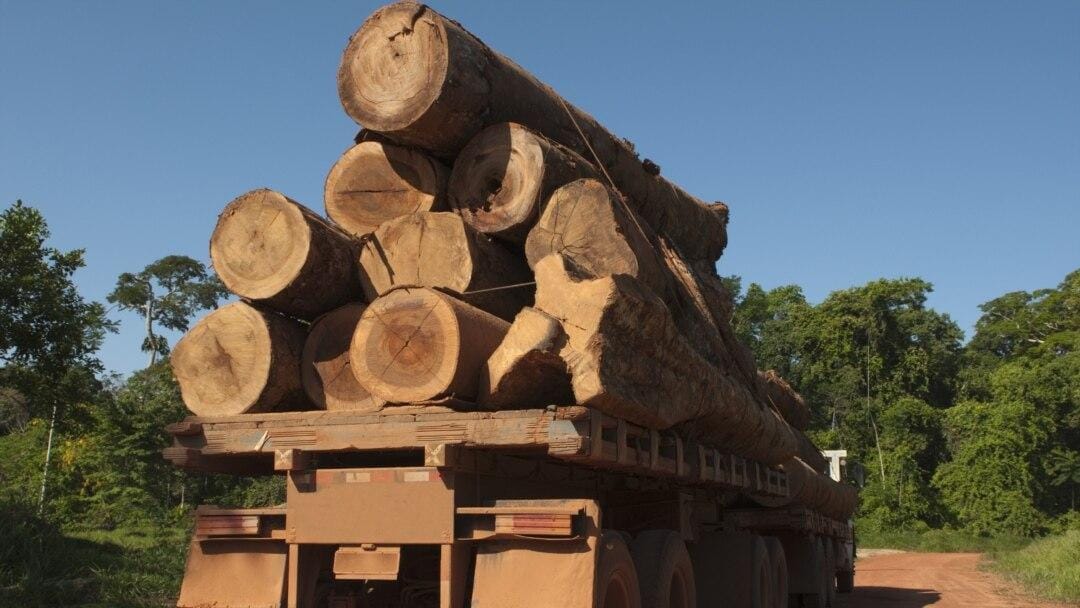 Rear view of a flatbed truck loaded high with large bark-on timber logs on a red dirt forest road